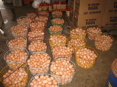 How To Start Egg Farming Business